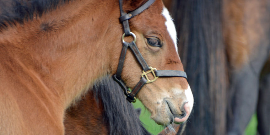 Rossdales Foal Care Course 2020