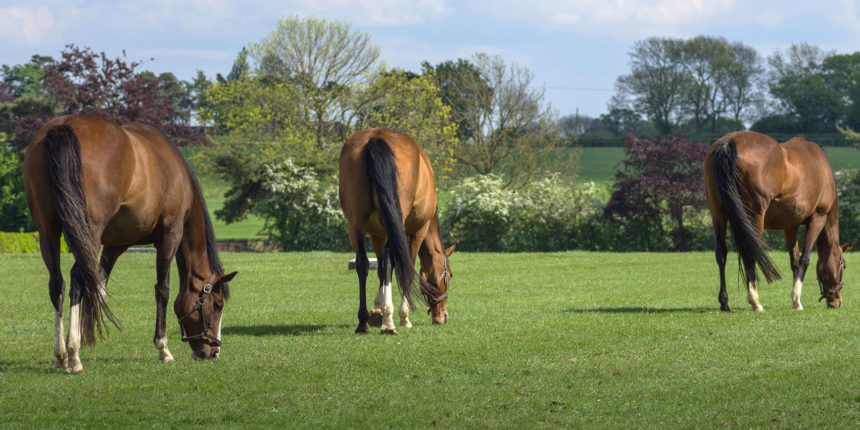 Rossdales Pregnant Mare and Stallion Course 2017